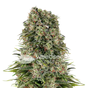 Photo of Hindu Kush Autoflower Seeds