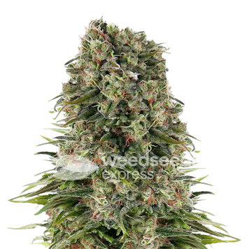 Photo of Hindu Kush Autoflower Seeds