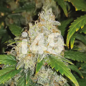 Photo of Auto Zkittlez Fem