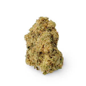 Photo of Critical Plus