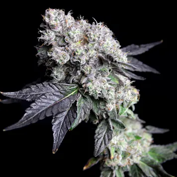 Photo of Eden's Apples