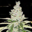 Product image for BlueBerry Headband Fem Seeds