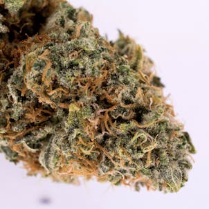 Photo of Golden Panda