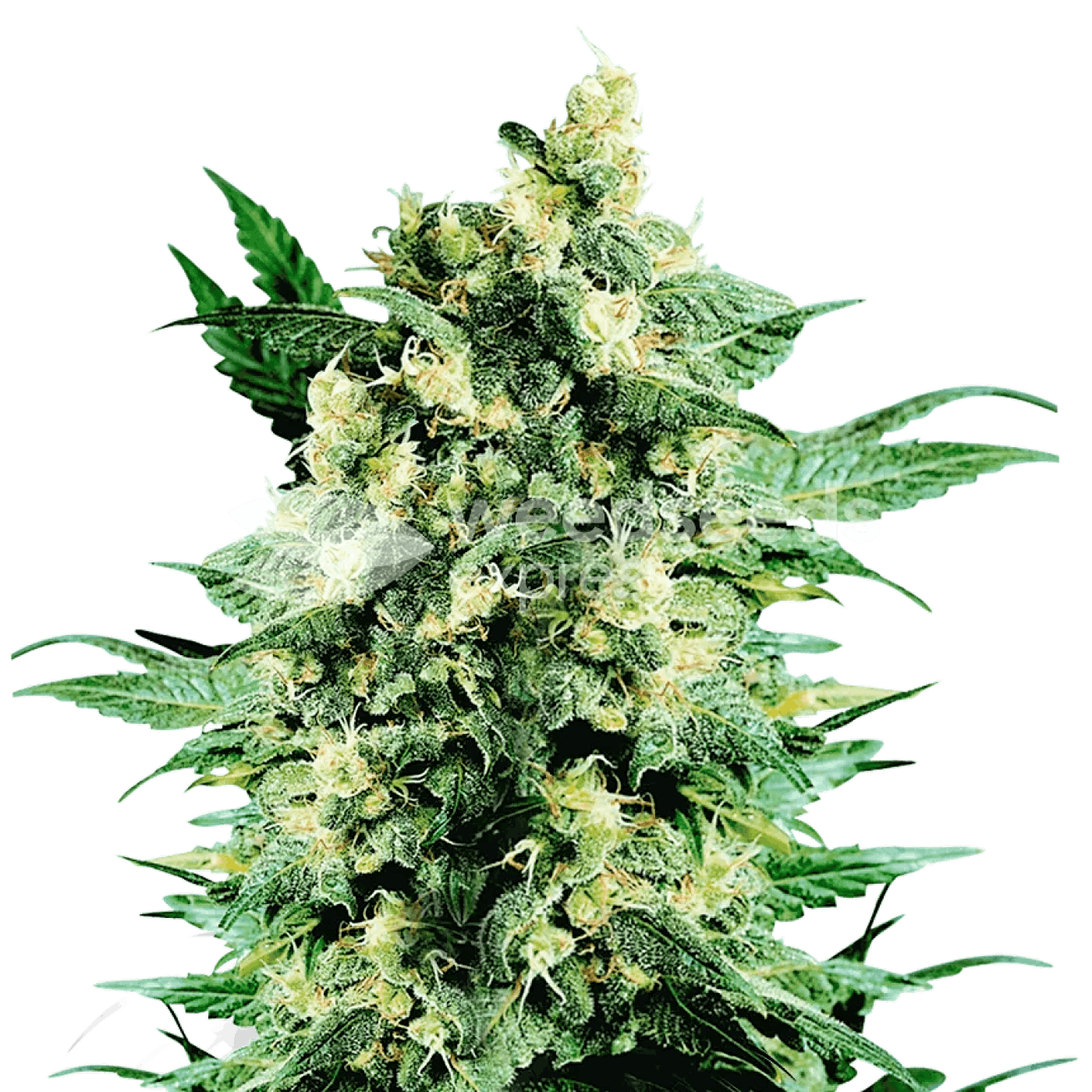 Weedseedsexpress Blue Cookies feminized seeds Leafly