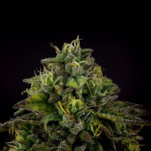 Photo of Ice Qwest a.k.a Ice Cream Cake