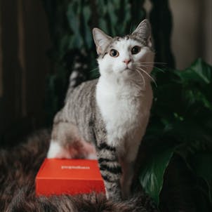 Photo of 100mg Zen Pets Calming Hemp Oil