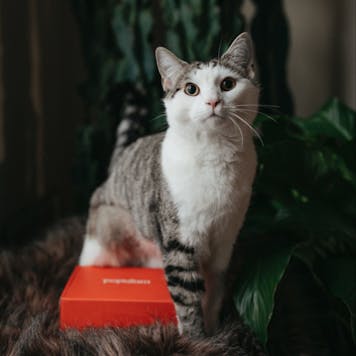 Photo of 100mg Zen Pets Calming Hemp Oil