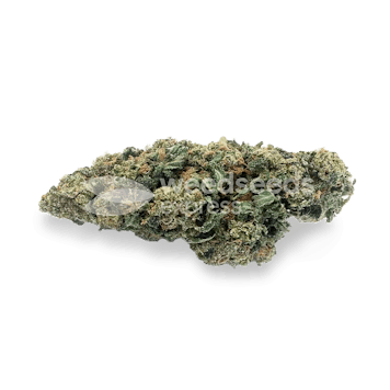 Photo of Blue Cookies Feminized Seeds
