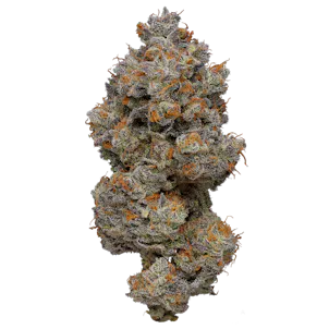 Photo of Caramel Apple (Hybrid) - 1/8