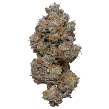 Photo of Caramel Apple (Hybrid) - 1/8