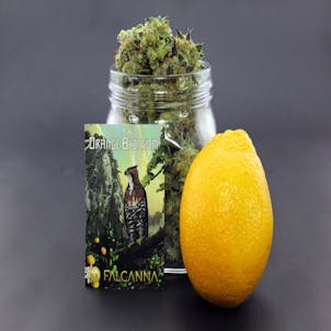 Photo of Orange Blossom