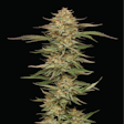 Product image for Orange Creampop Feminized Seeds