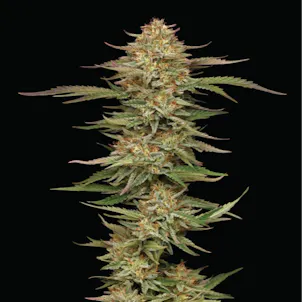 Photo of Orange Creampop Feminized Seeds