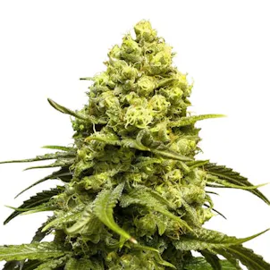 Photo of White Quinn CBD Feminized