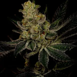 Photo of God’s Gift Autoflower