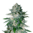 Product image for White Widow Feminized Seeds