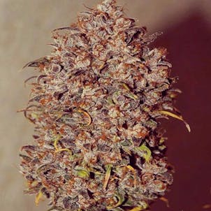 Photo of Mexican Airlines