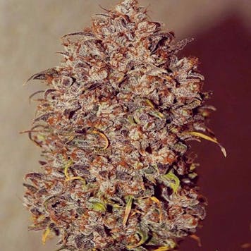 Photo of Mexican Airlines