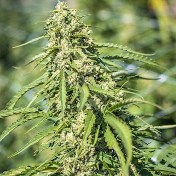 Photo of XJ13 3.5 gram Flower Tin