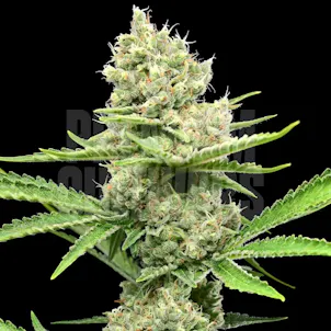 Photo of Donny Burger