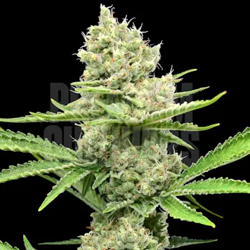 Photo of Donny Burger