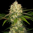 Afghani #1 Feminized Cannabis Seeds