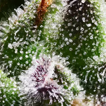 Photo of GELATO SORBET