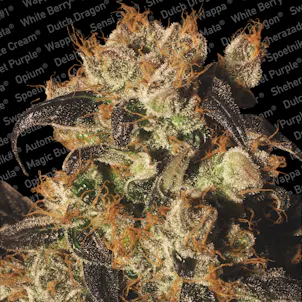 Photo of WHITE BERRY