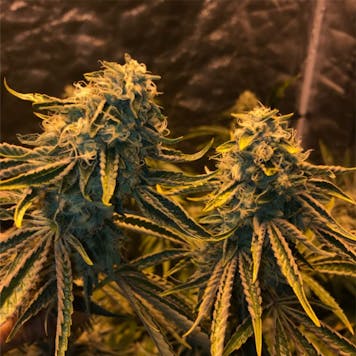 Photo of Sour Diesel