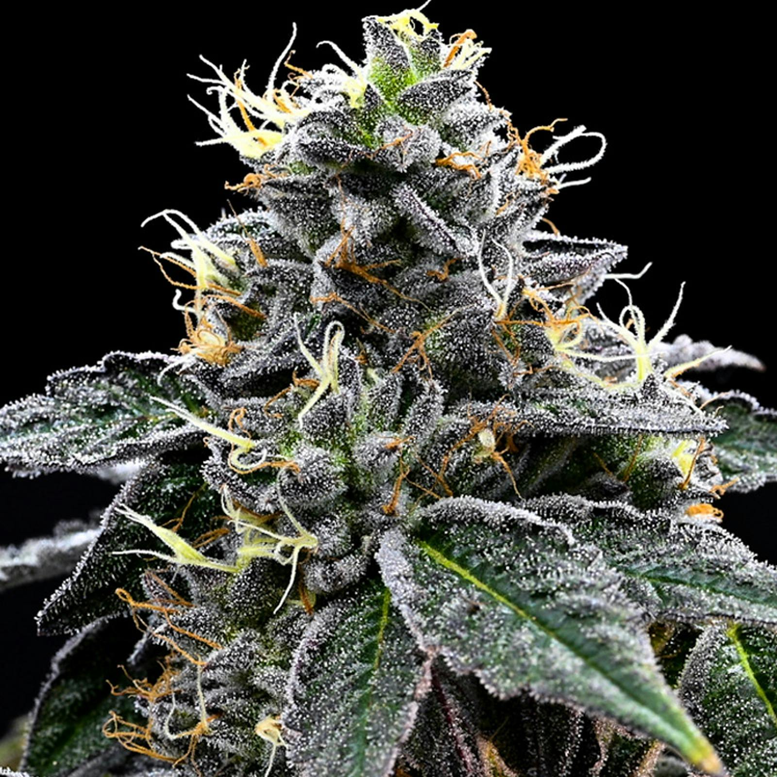 Marijuana Clones Online Cereal Milk Clones Leafly