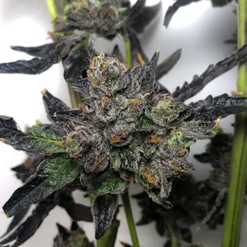 Photo of HeadStash G6