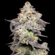 Product image for Acai Grapes Feminized Cannabis Seeds