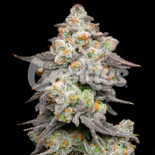 Photo of Acai Grapes Feminized Cannabis Seeds