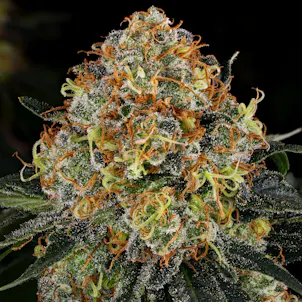 Photo of CALIFORNIAN GOLD