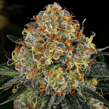 Photo of CALIFORNIAN GOLD