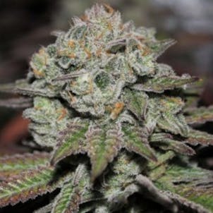 Photo of Ninefold - Gorilla Fuck