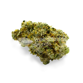 Photo of Critical Jack Feminized Seeds