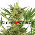 AK-47 (autoflowering) seeds