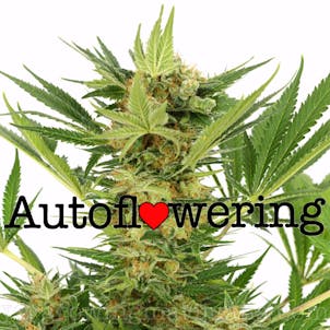 Photo of AK-47 (autoflowering) seeds