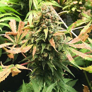 Photo of Super Skunk Autoflowering Seeds