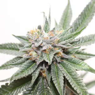 Photo of Rainbow Kush