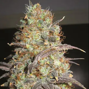 Photo of Russian Cream Assassin Auto