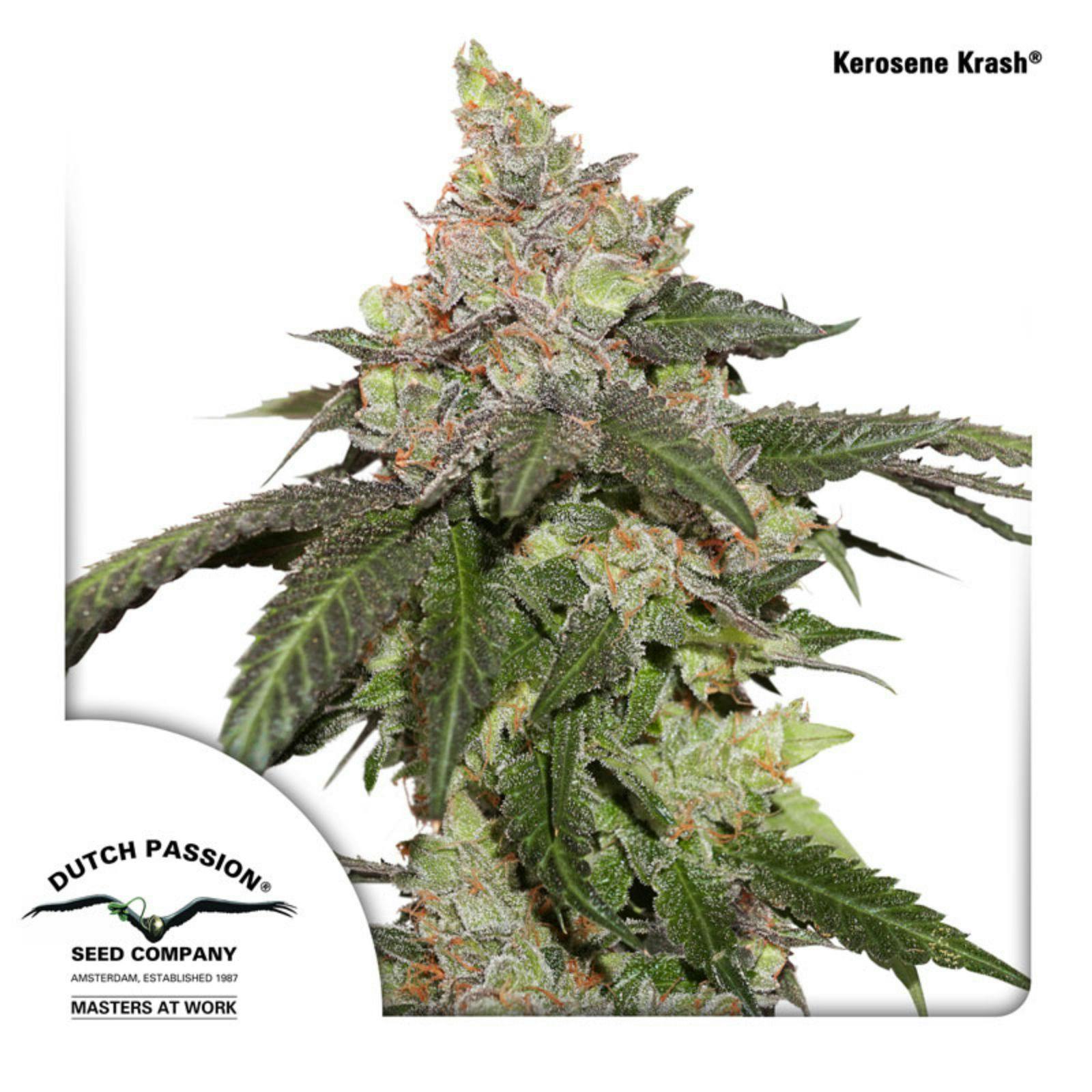 Dutch Passion: Kerosene Krash | Leafly