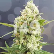 Product image for Autoflower Pineapple