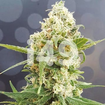 Photo of Autoflower Pineapple