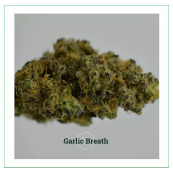 Photo of Garlic Breath