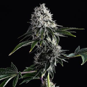 Photo of Swiss Dream CBD