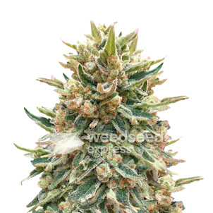 Photo of Bubba Kush Autoflower Seeds