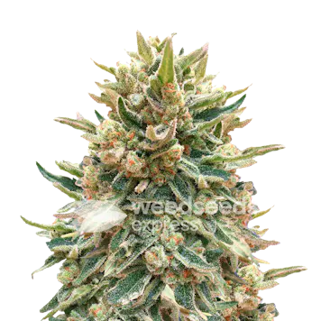 Photo of Bubba Kush Autoflower Seeds