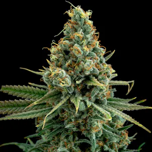 Photo of Sour Patch Kiss (Hybrid)